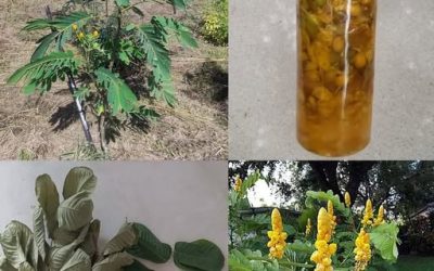 Senna Alata: Der heilende Kerzenstrauch mit 30 beeindruckenden Vorteilen und einfachen Anwendungsmöglichkeiten für zu Hause