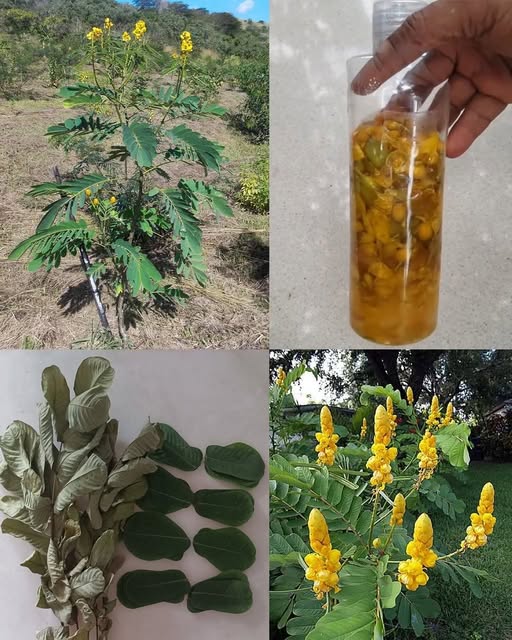 Senna Alata: Der heilende Kerzenstrauch mit 30 beeindruckenden Vorteilen und einfachen Anwendungsmöglichkeiten für zu Hause