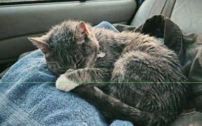 Ich hatte die alte Katze genau 61 Minuten, als sie einschlief, als hätte sie jahrelang darauf gewartet, endlich zu sterben. Sie lag zusammengerollt auf dem Rücksitz meines Autos, eingekuschelt in ein verblichenes blaues Handtuch, das mir die Tierheimmitarbeiterin gegeben hatte. Eine weiße Pfote lag auf ihrer Nase. Ihr graues Fell stand in kleinen, vereinzelten Stellen ab. An einem Ohr war eine kleine Kerbe. Ihr dünner Schwanz, so dünn wie ein Schnürsenkel, war eng um ihren Körper gewickelt. Sie war nicht hübsch, so wie man es gemeinhin versteht. Sie war alt. Sie war steif. Sie sah aus, als hätte das Leben ihr ein paar Bisse abgebissen und sie dann einfach da sitzen lassen, ratlos, was sie falsch gemacht hatte. Und irgendwie, keine Stunde nachdem ich die Papiere unterschrieben hatte, schlief sie in meinem Auto. Sie versteckte sich nicht. Sie miaute nicht. Sie kratzte nicht an der Transportbox. Sie schlief. Die Tierheimmitarbeiterin hatte mich vor meiner Abreise gewarnt: „Es kann eine Weile dauern, bis sie dir vertraut“, hatte sie gesagt. „Sie dreht keine Runden. Spielt nicht viel. Kommt nicht, wenn man sie ruft. Meistens schaut sie nur zu.“ Ich schaute durch die kleine Metalltür des Zwingers. Die Katze sah mich an. Kein Betteln. Kein Drama. Nur zwei müde grüne Augen, ruhig und gelassen. „Was ist ihre Geschichte?“, fragte ich. Der Gesichtsausdruck der Frau veränderte sich leicht. „Sie wurde nach einem Umzug zurückgelassen“, sagte sie. „Ein Nachbar hat sie in der Nähe der Veranda gefunden. Wir glauben, sie hat dort eine Weile gewartet.“ Ich fragte nicht, wie lange. Ich wollte es nicht wissen. Man kann so einiges daran erkennen, wie ein Tier eine Tür ansieht. Drei Monate lang waren Menschen an ihrem Käfig vorbeigegangen. Familien mit Kindern. Junge Paare. Ältere Leute wie ich. Die meisten blieben wegen der Kätzchen stehen. Manche lächelten sie an und sagten: „Die Arme“, und gingen weiter. Ich kann es ihnen nicht verdenken. Jeder sehnt sich nach etwas Neuem, das er lieben kann. Etwas Unkompliziertes. Etwas, das noch nicht verletzt wurde. Ich wäre beinahe auch an ihr vorbeigelaufen. Das ist die reine Wahrheit. Ich war gekommen, weil ich dachte, ich bräuchte eine junge Katze. Etwas Verspieltes. Etwas, das eine Spielzeugmaus durch die Küche jagen und mein stilles Haus wieder zum Leben erwecken würde. Fast zwei Jahre lang war es in meinem Haus viel zu still gewesen. Seit dem Tod meiner Frau hatte ich mir all die traurigen kleinen Gewohnheiten des Alleinlebens angeeignet. Ich kochte Kaffee für mich allein. Spülte einen Teller ab. Faltete Wäsche, die sich nie zu verändern schien. Manchmal ließ ich den Fernseher an, nur damit eine menschliche Stimme im Raum war. Das alles erzählte ich der Tierheimmitarbeiterin nicht. Die Leute fragen: „Geht es Ihnen gut?“, und meistens wollen sie gar nicht die ganze Wahrheit wissen. Also sagte ich nur: „Ich glaube, ich bleibe noch einen Moment bei ihr.“ Die Mitarbeiterin öffnete die Tür zum Zwinger. Die alte Katze rührte sich nicht. Ich saß auf dem Boden, meine Knie knackten so laut, dass es mir peinlich war. Ich streckte meine Hand aus, die Handfläche nach unten, nicht zu nah. Sie starrte sie an. Dann blinzelte sie. Langsam. Schwerfällig. Als hätte sie selbst die Angst erschöpft. Nach einer Weile beugte sie sich vor und berührte mit ihrer Nase meinen Knöchel. Das war alles. Kein großer Moment. Kein Schnurren. Keine Musik vom Himmel. Nur eine kleine Berührung von einer Katze, die allen Grund hatte, Händen nicht mehr zu vertrauen. Und in diesem Moment dachte ich, ich hätte sie mir ausgesucht. Doch was dann geschah, ließ mich erkennen, dass sie bereits etwas gewählt hatte, von dem ich gar nicht wusste, dass ich es verloren hatte.