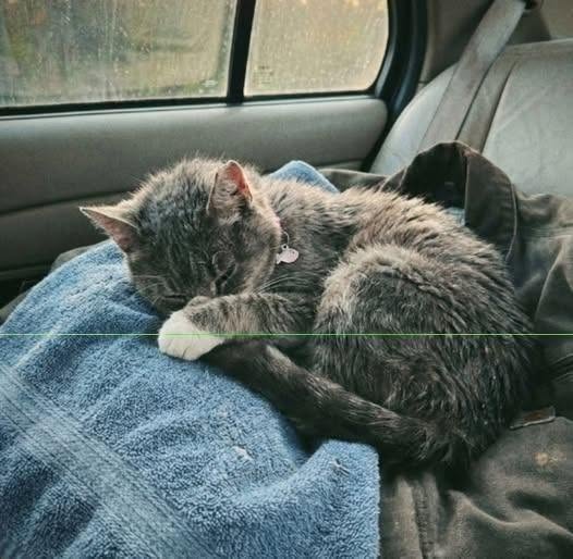Ich hatte die alte Katze genau 61 Minuten, als sie einschlief, als hätte sie jahrelang darauf gewartet, endlich zu sterben. Sie lag zusammengerollt auf dem Rücksitz meines Autos, eingekuschelt in ein verblichenes blaues Handtuch, das mir die Tierheimmitarbeiterin gegeben hatte. Eine weiße Pfote lag auf ihrer Nase. Ihr graues Fell stand in kleinen, vereinzelten Stellen ab. An einem Ohr war eine kleine Kerbe. Ihr dünner Schwanz, so dünn wie ein Schnürsenkel, war eng um ihren Körper gewickelt. Sie war nicht hübsch, so wie man es gemeinhin versteht. Sie war alt. Sie war steif. Sie sah aus, als hätte das Leben ihr ein paar Bisse abgebissen und sie dann einfach da sitzen lassen, ratlos, was sie falsch gemacht hatte. Und irgendwie, keine Stunde nachdem ich die Papiere unterschrieben hatte, schlief sie in meinem Auto. Sie versteckte sich nicht. Sie miaute nicht. Sie kratzte nicht an der Transportbox. Sie schlief. Die Tierheimmitarbeiterin hatte mich vor meiner Abreise gewarnt: „Es kann eine Weile dauern, bis sie dir vertraut“, hatte sie gesagt. „Sie dreht keine Runden. Spielt nicht viel. Kommt nicht, wenn man sie ruft. Meistens schaut sie nur zu.“ Ich schaute durch die kleine Metalltür des Zwingers. Die Katze sah mich an. Kein Betteln. Kein Drama. Nur zwei müde grüne Augen, ruhig und gelassen. „Was ist ihre Geschichte?“, fragte ich. Der Gesichtsausdruck der Frau veränderte sich leicht. „Sie wurde nach einem Umzug zurückgelassen“, sagte sie. „Ein Nachbar hat sie in der Nähe der Veranda gefunden. Wir glauben, sie hat dort eine Weile gewartet.“ Ich fragte nicht, wie lange. Ich wollte es nicht wissen. Man kann so einiges daran erkennen, wie ein Tier eine Tür ansieht. Drei Monate lang waren Menschen an ihrem Käfig vorbeigegangen. Familien mit Kindern. Junge Paare. Ältere Leute wie ich. Die meisten blieben wegen der Kätzchen stehen. Manche lächelten sie an und sagten: „Die Arme“, und gingen weiter. Ich kann es ihnen nicht verdenken. Jeder sehnt sich nach etwas Neuem, das er lieben kann. Etwas Unkompliziertes. Etwas, das noch nicht verletzt wurde. Ich wäre beinahe auch an ihr vorbeigelaufen. Das ist die reine Wahrheit. Ich war gekommen, weil ich dachte, ich bräuchte eine junge Katze. Etwas Verspieltes. Etwas, das eine Spielzeugmaus durch die Küche jagen und mein stilles Haus wieder zum Leben erwecken würde. Fast zwei Jahre lang war es in meinem Haus viel zu still gewesen. Seit dem Tod meiner Frau hatte ich mir all die traurigen kleinen Gewohnheiten des Alleinlebens angeeignet. Ich kochte Kaffee für mich allein. Spülte einen Teller ab. Faltete Wäsche, die sich nie zu verändern schien. Manchmal ließ ich den Fernseher an, nur damit eine menschliche Stimme im Raum war. Das alles erzählte ich der Tierheimmitarbeiterin nicht. Die Leute fragen: „Geht es Ihnen gut?“, und meistens wollen sie gar nicht die ganze Wahrheit wissen. Also sagte ich nur: „Ich glaube, ich bleibe noch einen Moment bei ihr.“ Die Mitarbeiterin öffnete die Tür zum Zwinger. Die alte Katze rührte sich nicht. Ich saß auf dem Boden, meine Knie knackten so laut, dass es mir peinlich war. Ich streckte meine Hand aus, die Handfläche nach unten, nicht zu nah. Sie starrte sie an. Dann blinzelte sie. Langsam. Schwerfällig. Als hätte sie selbst die Angst erschöpft. Nach einer Weile beugte sie sich vor und berührte mit ihrer Nase meinen Knöchel. Das war alles. Kein großer Moment. Kein Schnurren. Keine Musik vom Himmel. Nur eine kleine Berührung von einer Katze, die allen Grund hatte, Händen nicht mehr zu vertrauen. Und in diesem Moment dachte ich, ich hätte sie mir ausgesucht. Doch was dann geschah, ließ mich erkennen, dass sie bereits etwas gewählt hatte, von dem ich gar nicht wusste, dass ich es verloren hatte.
