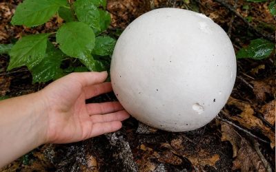 Bloß nicht zerstören! Dieser kopfgroße Pilz ist viel zu selten: Er wird dich in etwas Unglaubliches verwandeln!