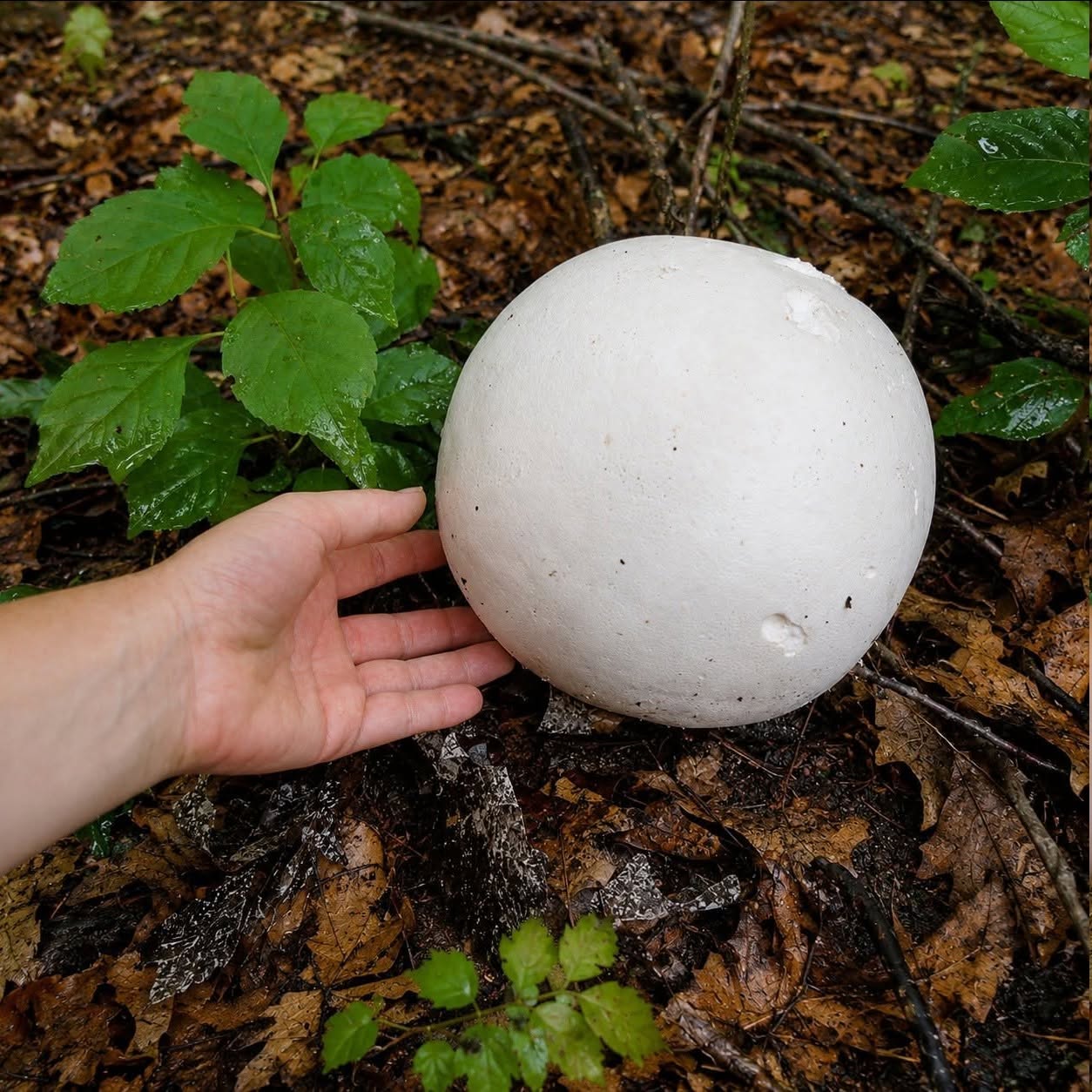Bloß nicht zerstören! Dieser kopfgroße Pilz ist viel zu selten: Er wird dich in etwas Unglaubliches verwandeln!
