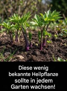 Liebstöckel im Garten: Anbau, Geschmack und vielseitige Verwendung