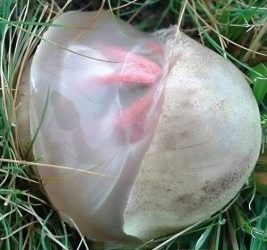 Heute Morgen ging ich in den Garten – nur um die Blumen zu gießen und nachzusehen
