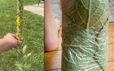 63 erstaunliche Vorteile der Königskerze (Verbascum densiflorum)