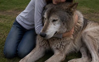 Ein Wolf kam aus dem Wald und schien zu wollen, dass ich ihm folge – ich war schockiert, wohin er mich führte