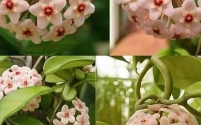 Das ist meine Wachsblume; sie blüht jedes Jahr und ist wunderschön. Meine Großmutter erklärte mir, warum sie in keinem Haushalt fehlen sollte, und seitdem benutze ich sie täglich. Ich werde es dir erzählen.