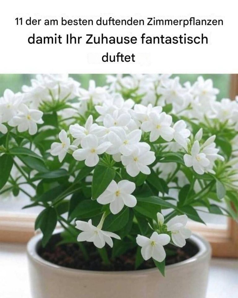 Die 11 am besten duftenden Zimmerpflanzen, die Ihr Zuhause herrlich duften lassen