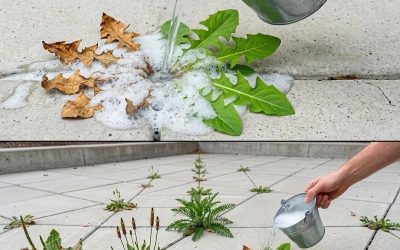 Eine natürliche und effektive Methode zur Unkrautbekämpfung im Hausgebrauch