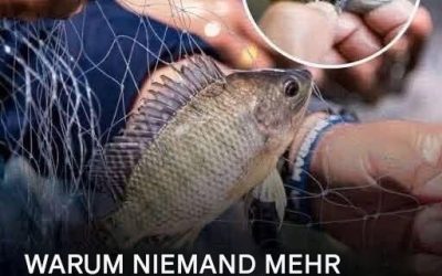 Tilapia: Nährwert und potenzielle Gesundheitsrisiken