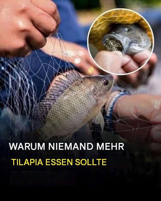 Tilapia: Nährwert und potenzielle Gesundheitsrisiken