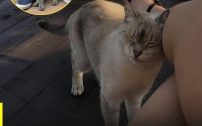 Warum reibt sich Ihre Katze an Ihnen und was versucht sie Ihnen mit dieser Geste mitzuteilen?