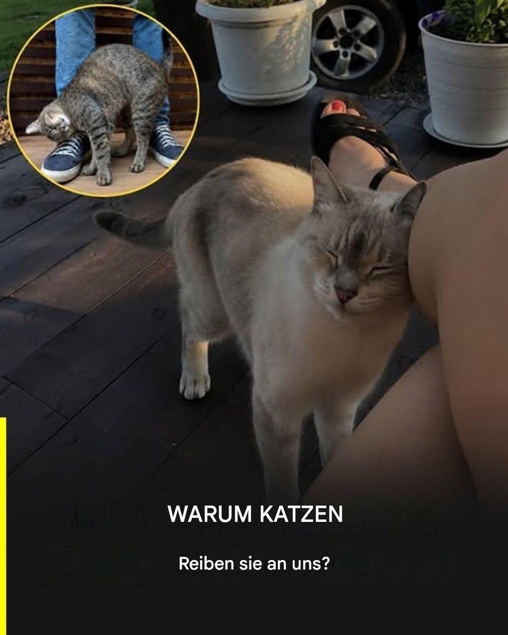 Warum reibt sich Ihre Katze an Ihnen und was versucht sie Ihnen mit dieser Geste mitzuteilen?