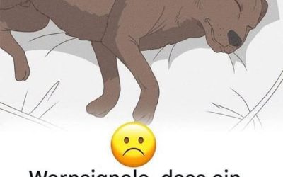 11 wichtige Anzeichen, die jeder Hundebesitzer kennen sollte