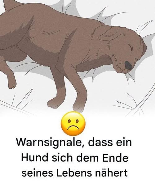 11 wichtige Anzeichen, die jeder Hundebesitzer kennen sollte