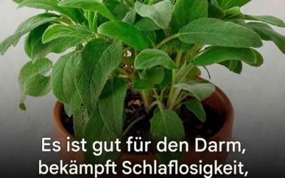 Vorteile und mögliche Gegenanzeigen dieser unverzichtbaren Küchenpflanze