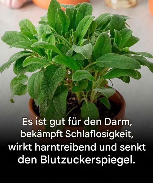 Vorteile und mögliche Gegenanzeigen dieser unverzichtbaren Küchenpflanze