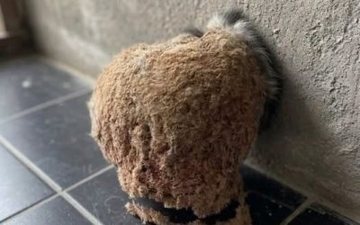 Wir kamen aus dem Urlaub zurück und entdeckten eine unerwartete Überraschung in unserem Badezimmer.