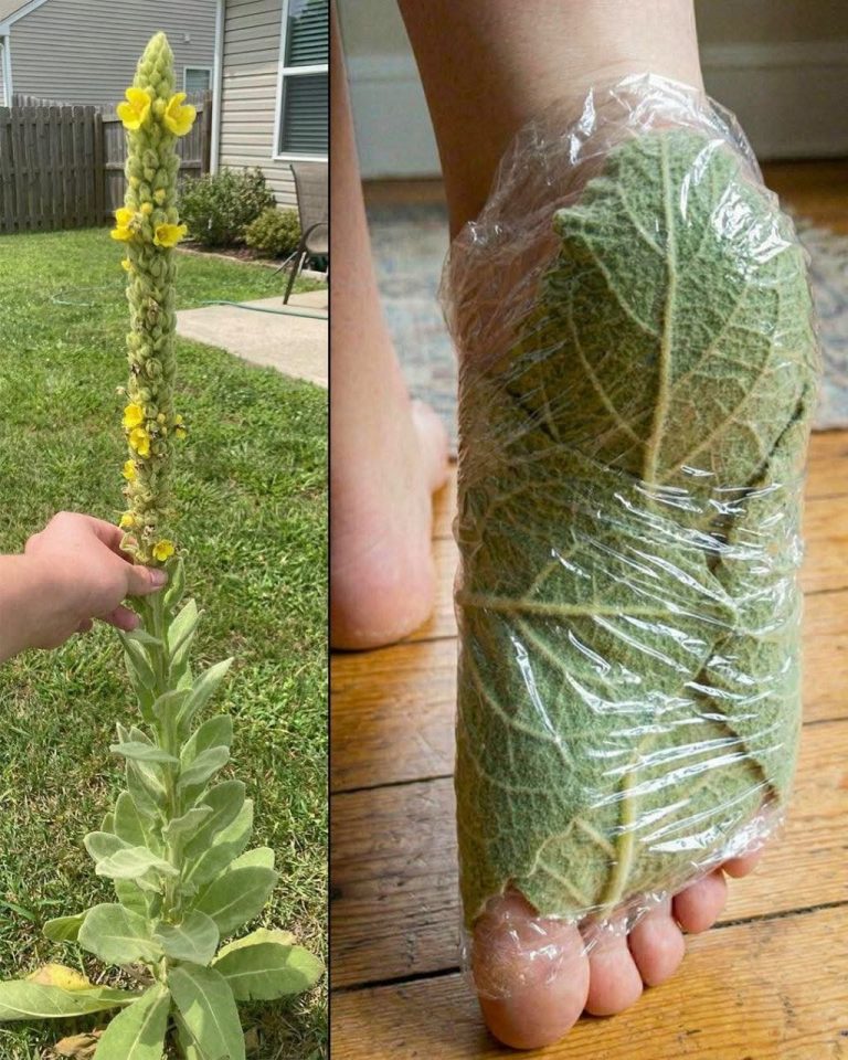 63 erstaunliche Vorteile der Königskerze (Verbascum densiflorum)