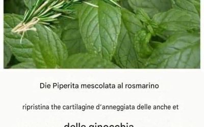 Rosmarin und Minze regenerieren geschädigten Knorpel in Hüfte und Knie.