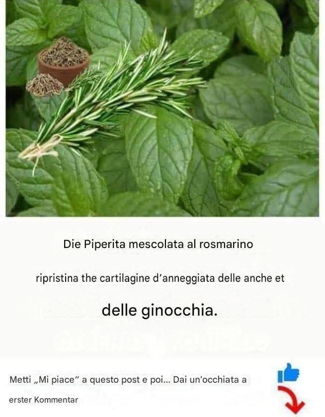 Rosmarin und Minze regenerieren geschädigten Knorpel in Hüfte und Knie.