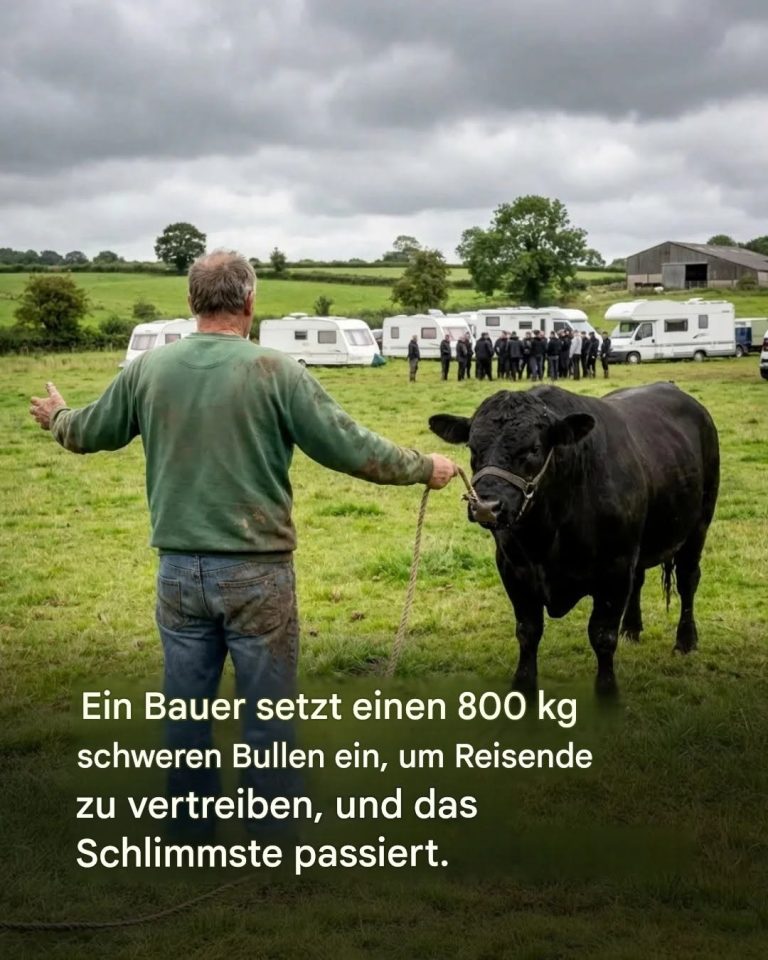 Da die Reisenden sich weigerten zu gehen, trieb ein Bauer sie mit einem Stier fort.