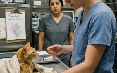 Die alte orange Katze, die sich weigerte, eine zerbrochene Familie loszulassen