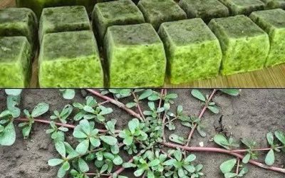 Dieses Unkraut sollte man niemals zertreten; es gilt im Garten als wahre Goldgrube.