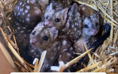 Die Gang entdeckt ungewöhnlich gefleckte Kreaturen in einem Nest – bei näherer Betrachtung staunen sie, um welche Tiere es sich handelt… Lest die Kommentare 😮👇