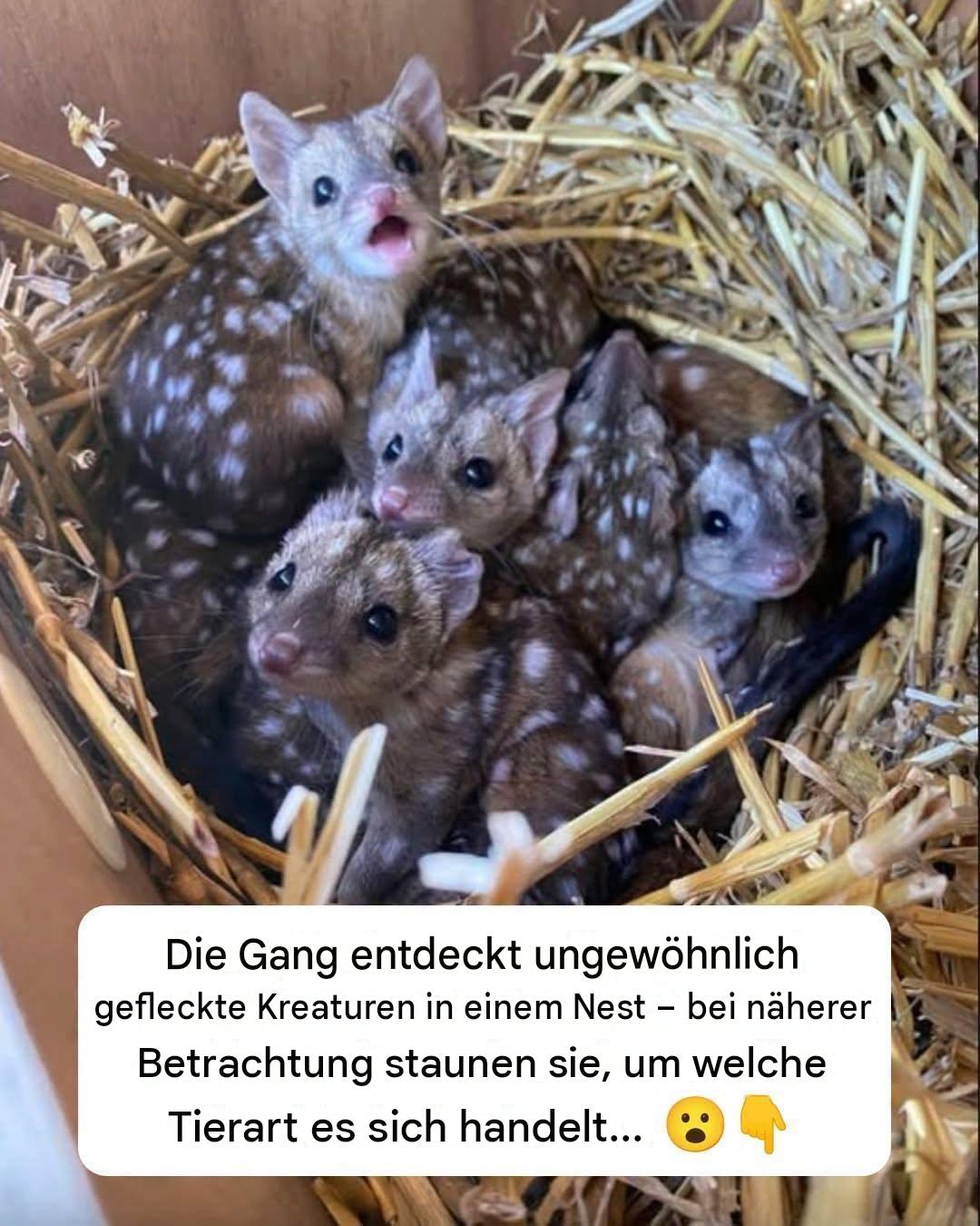 Die Gang entdeckt ungewöhnlich gefleckte Kreaturen in einem Nest – bei näherer Betrachtung staunen sie, um welche Tiere es sich handelt… Lest die Kommentare 😮👇