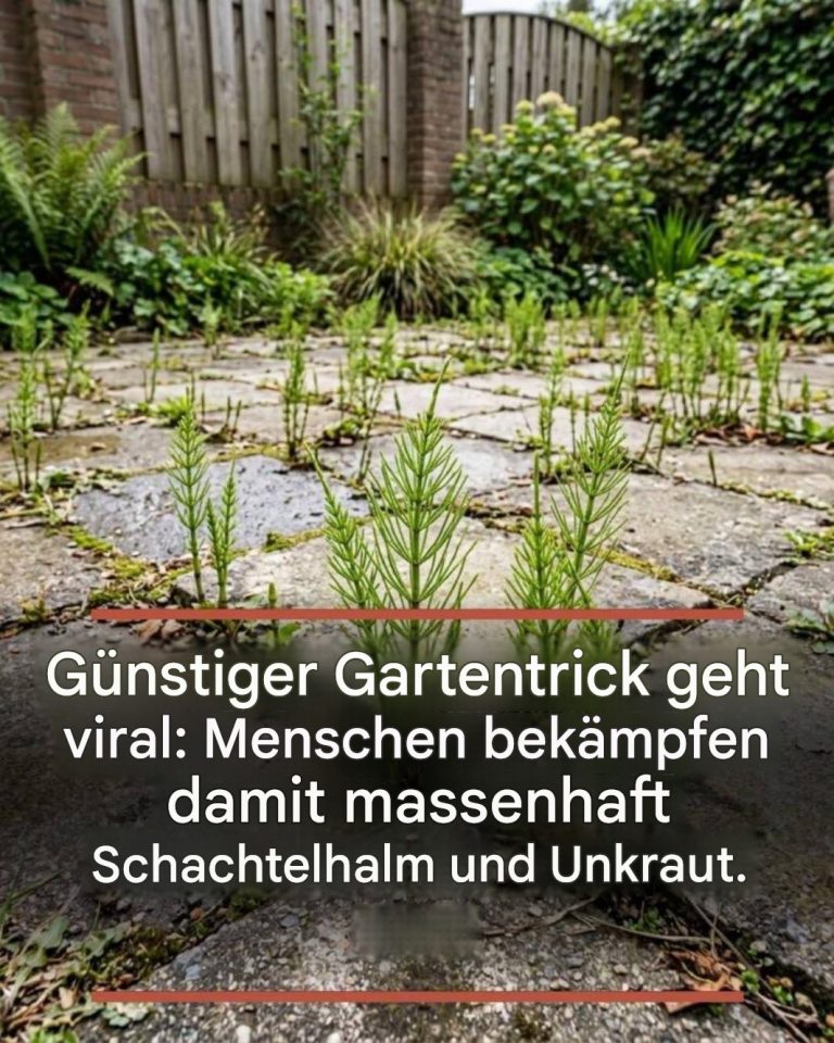 Günstiger Gartentrick geht viral: Menschen bekämpfen damit massenhaft Schachtelhalm und Unkraut.