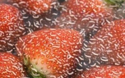 Ich habe meine Beeren in Salzwasser eingeweicht und dabei kamen diese weißen, zappelnden Dinger heraus. Soll ich sie einfach wegwerfen?