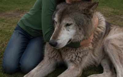 Ein Wolf kam aus dem Wald und schien mich auffordern zu wollen, ihm zu folgen – ich war schockiert, wohin er mich führte.