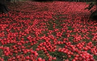 Mein Nachbar bat mich, meinen Apfelbaum zu fällen – eines Morgens wachte ich auf und fand meinen gesamten Garten mit Äpfeln bedeckt.