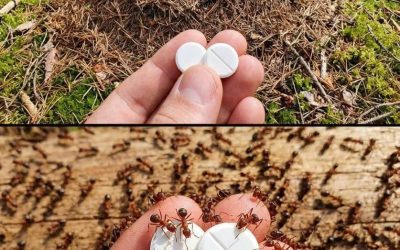 Tschüss Ameisen, hallo Natur: 10 DIY-Abwehrmittel für ein pestizidfreies Zuhause