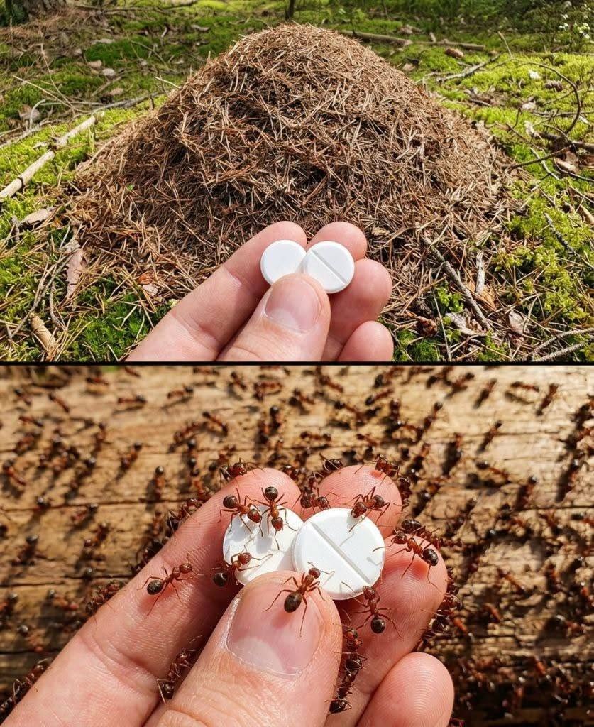 Tschüss Ameisen, hallo Natur: 10 DIY-Abwehrmittel für ein pestizidfreies Zuhause